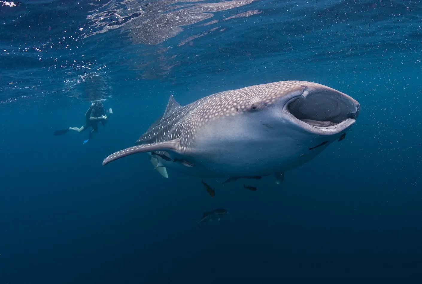 whale-shark-watching