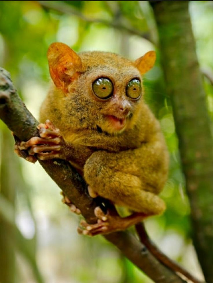 Meet the adorable Tarsiers