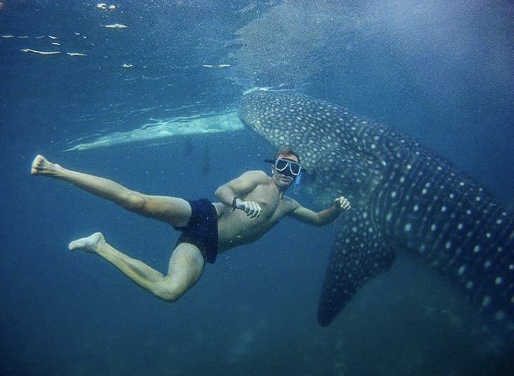 Swim with Whaleshark