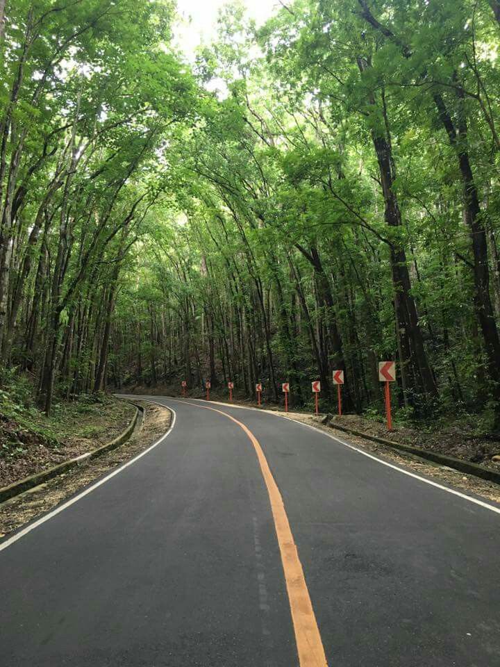 Discover Man-made Forest