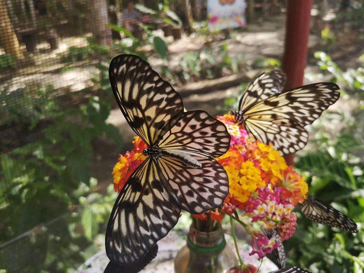 Visit Butterfly Sanctuary